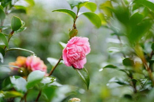 白羊座 對酒當(dāng)歌,人生幾何,老驥伏櫪,志在千里