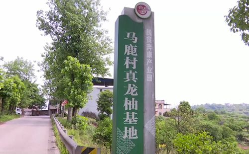 老驥伏櫪志在帶領群眾脫貧致富——記中國好人曾玉才