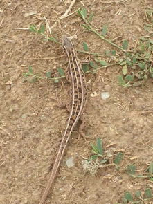 老驥伏櫪，志在千里——藍色力獅旅行版塔城游記